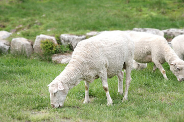 Obraz na płótnie Canvas sheep grazing in green fields