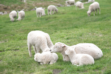 Obraz na płótnie Canvas Sheep families playing in green fields.
