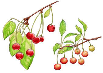 Watercolor illustration of red and pink cherry berries on a twig isolated on a white background