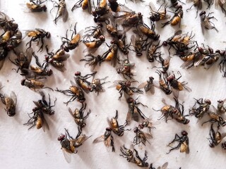 fly on white paper trap