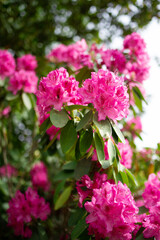 シャクナゲ全盛