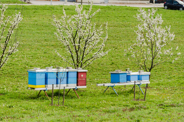 Beehives with bees grazing in a private orchard. 