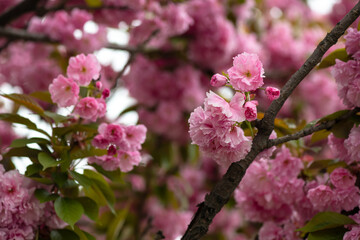 Beautiful spring sakura branches with flowers on a cloudy day macro photography