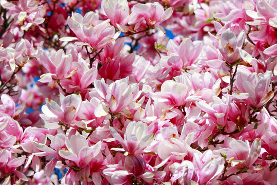 cherry blossom close up pink background