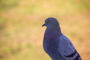 Pombo