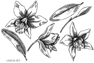 Vector set of hand drawn black and white laelia © Sad