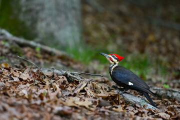 Pileated  woodpecker on the autumn forest ground