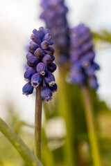 blue hyacinth