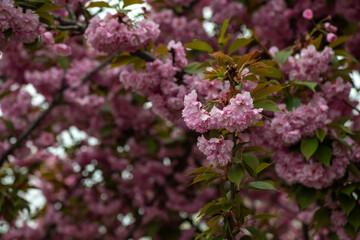 Obraz premium Beautiful spring sakura branches with flowers on a cloudy day macro photography