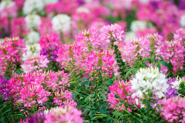 beautiful colored blooming spider flower