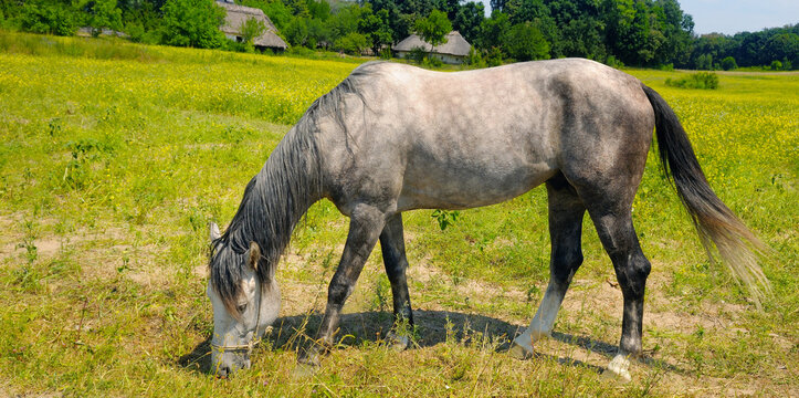 Gray horse in a green meadow. Rural landscape. Wide photo.