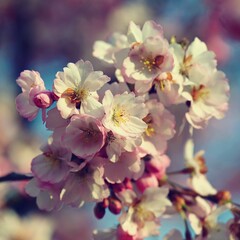Beautifully flowering spring tree. Cherry blossom sakura in spring time. Colorful nature background .