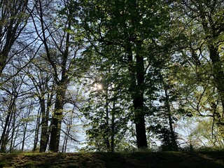 Cambridge, United Kingdom - April 20, 2019: Sun and trees in the margins of the Cam rive