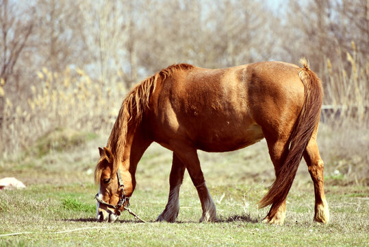 Muscled brown horse eating grass , photo of animal 