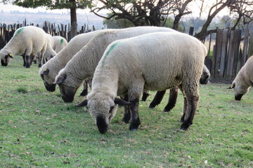 Closeup, ground view angle of a herd of Hampshire sheep grazing on short green grass under a white sky