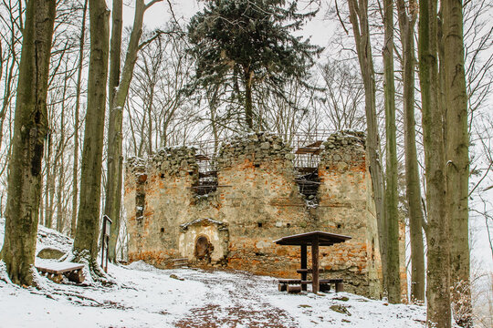 Ruins of Chapel of Saint Mary Magdalene on the hill of Maly Blanik, central Bohemia, Czech Republic.Pilgrimage place with great spruce growing within chapel walls is called Monk.Czech nature reserve