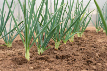 Green young onion grows on the bed rows in the greenhouse. Ground with growing farm ecological onions. The concept of organic farming