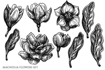 Vector set of hand drawn black and white magnolia flowers © Sad