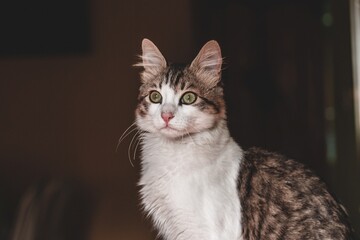 Retrato de Gato