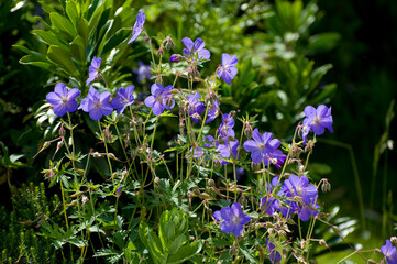 Wiesenstorchenschnabel, Geranium pratense
