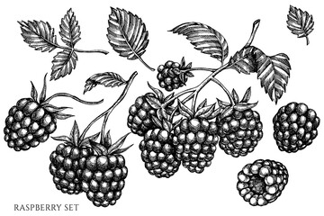Vector set of hand drawn black and white raspberry