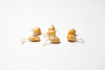 Sprouted corn sprouts close-up, pre-planting germination to improve germination. Sprouted grains of corn are used to feed chickens and other poultry, in the production of alcohol for fermentation of
