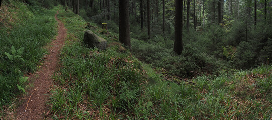 Schwarzwald, typischer Wanderweg, Panorama