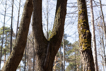 Linden tree trunks of strange shapes in sun light in spring forest with blue sky