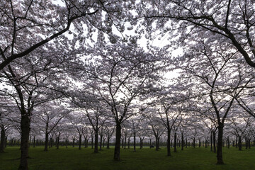 Sunrise on Japanese flowers blossoms park or Sakura spring pink blossoms at the spring sunrise sky, Amstelveen, Amsterdam, Netherlands.