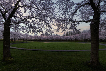 Fototapeta na wymiar Sunrise on Japanese flowers blossoms park or Sakura spring pink blossoms at the spring sunrise sky, Amstelveen, Amsterdam, Netherlands.