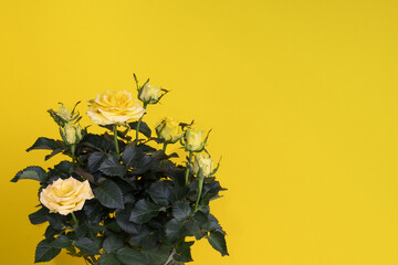 A bouquet of yellow roses on a yellow background. The concept of minimalism. A card with a copy of the place for the text. Greeting card layout. Mockup.