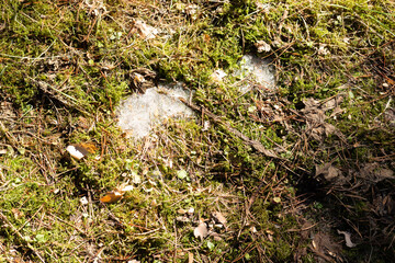 green moss, melting snow in forest in spring sun light texture