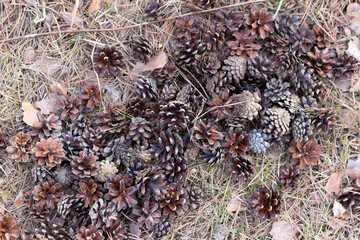 pine cones on ground with needles in forest background