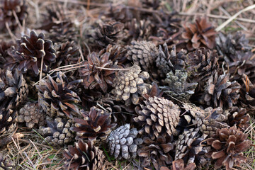 close up of pine cones on ground with needles in forest