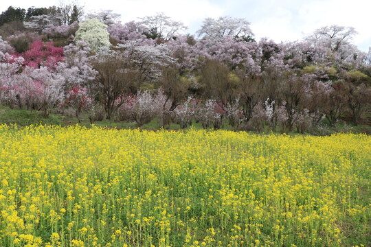 福島県福島市の花見山の桜
