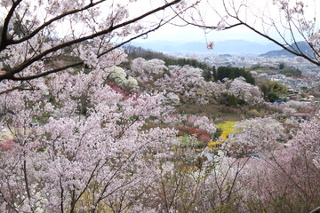 福島県福島市の花見山の桜