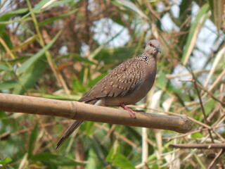 Beautiful Dove
