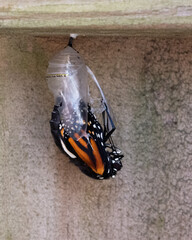 Monarch butterfly with black, orange, and white markings is emerging from a clear chrysalis hooked...