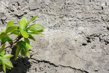 Natural background with fresh green tree leaves in the left corner. Option for copy space, photo overlay presentation