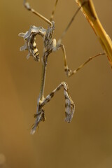 mantıs macro shot ın the nature