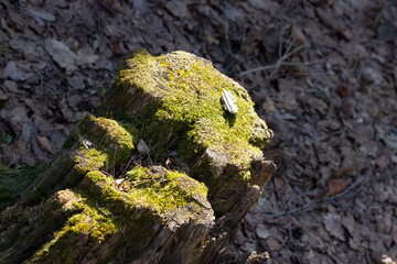 lichen on tree stump in bright sun light in forest