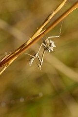 mantıs macro shot ın the nature
