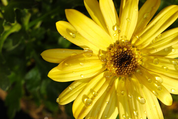 Macro photo of yellow chrysanthemum. Yellow petals with water drops. Flower.