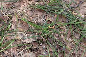 First green grass among old dry leaves on forest ground
