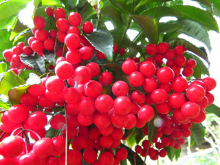 Closeup of guelder rose (viburnum) berries