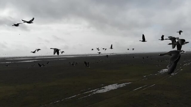 Kalmykia, area of Lake Manych. A flock of migratory red-breasted geese. 