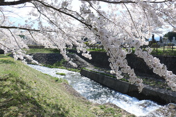 福島県の猪苗代の観音寺川の桜