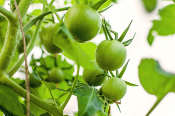 Green Tomatoes On A Branch in a Greenhouse. Horticulture, Vegetables Home Gardening