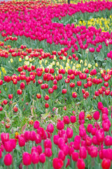 multicolored tulips on flowerbed