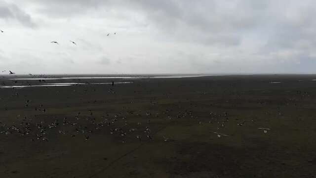 Kalmykia, area of Lake Manych. A flock of migratory red-breasted geese. 